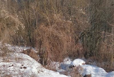 Teren agricol intravilan de 2255 mp, în Central - 4