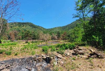 Teren de 5000 mp, în Borlova - 2