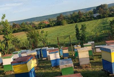 Casa de vanzare Butoie?ti, Mehedin?i - 2