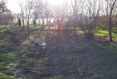 Casă cu 3 camere cu Teren 1550 Mp în Berceni - 3