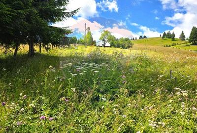 Teren de vis in Fundata 3868mp, la inal?imea sufletului tau - 10