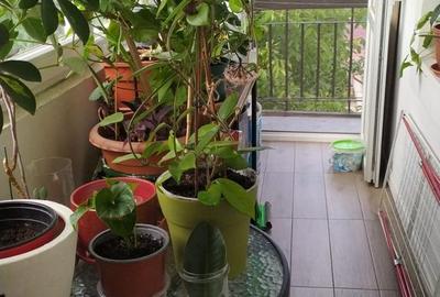 Apartament cu 3 camere decomandat în Răcăciuni - 18