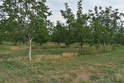 Teren în Ciochina - 5