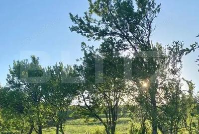 Casa cu 10000mp de teren in Buza, la 50 km de Cluj-Napoca - 4