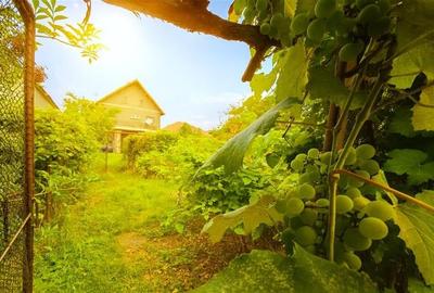 Imobil cu potential, constructie solida cu 2 apartamente,+demisol si garaj, Bras - 24