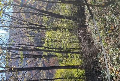 Mega oferta !!! Vand langa caze 1 hectar la.munte teren impadurit. - 1