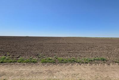 Teren agricol extravilan de 2000 mp, în Corbu - 6