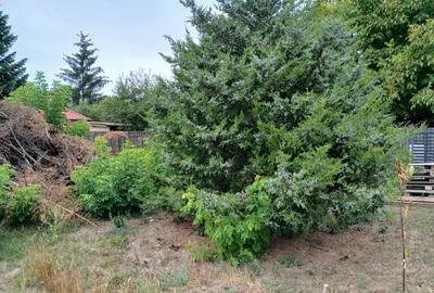 Vladiceasca, Snagov - 3