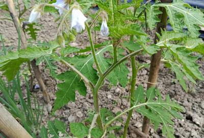 Teren (curte ingradita)de inchiriat 1200mp Cristian - 4