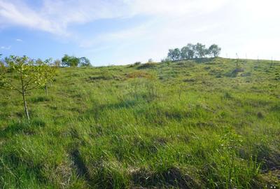 Teren 38,592mp Sighetu Marmatiei / Strada Mocanitei - 3