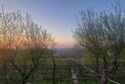 Casă cu 3 camere cu Teren 800 Mp în Bucium - 2