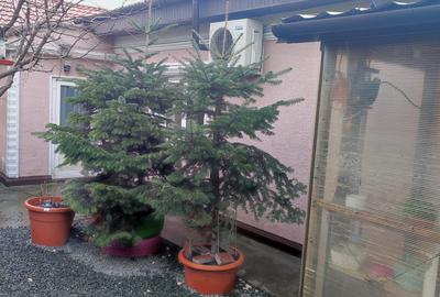 Casă cu 2 camere cu Teren 200 Mp în Palas - 19