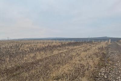 Teren cristur hunedoara parcele 500, 1000, 1500 mp - 11