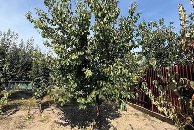 Casă cu 3 camere cu Teren 1797 Mp în Iecea Mică - 6