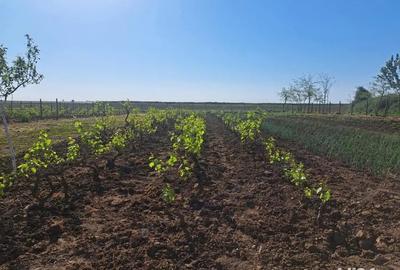 Casa cu teren generos de vanzare comuna Ro?iori, jude?ul Braila - 3