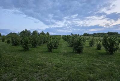 Teren de 27000 mp, în Orașu Nou - 2