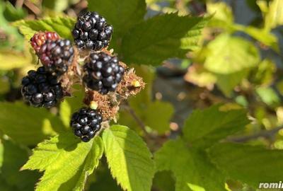 Teren de 45809 mp, în Mădrigești - 13