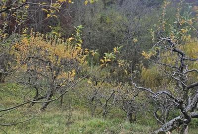 Casă cu 4 camere în Văleni-Dâmbovița - 1