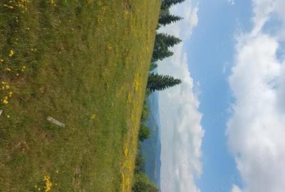 Teren de 7000 mp, în Horea - 3