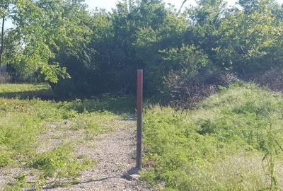 Ciolpani- Drumul Piscului patru loturi teren de la 896 mp pana la 977 mp - 5