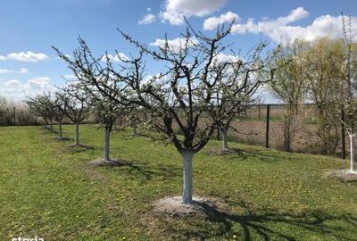 Teren de 3000 mp, în Central - 3