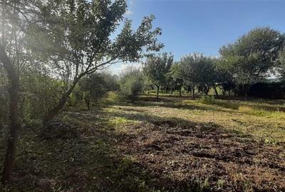 Gradina de vanzare intre Cristian si Orlat Gradina de vanzare intre Cristian si Orlat - 3