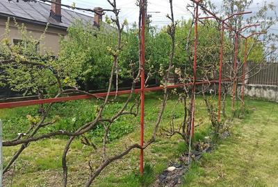 Teren de 900 mp, în Tăriceni - 3