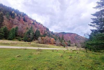 Teren intravilan panoramic 4.600mp,view iconic Piatra Craiului,oportunitate prem - 17