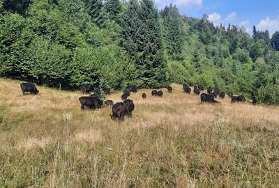 Teren de 470000 mp, în Moisei - 5