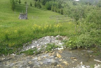 Teren extravilan de 1500 mp, în Maieru - 4