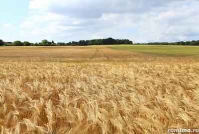 Teren de 50000 mp, în Central - 5