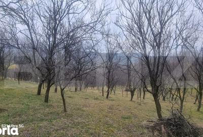 Teren de 3781 mp, în Izvoarele - 9