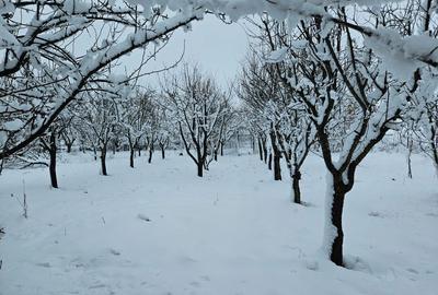Teren de 11860 mp, în Călugăreni - 5