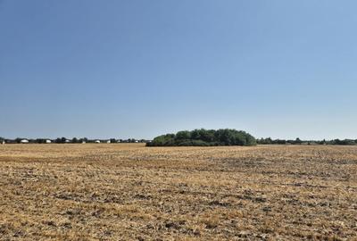 Teren intravilan 4428 mp - Balotesti - 2