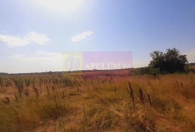 Teren pentru casa/case in Branesti pe strada Toporasi - 13