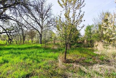 Casă cu 4 camere cu Teren 4122 Mp în Petid - 3