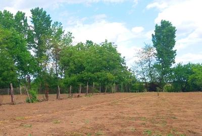 Lipia 10 minute Snagov - 6