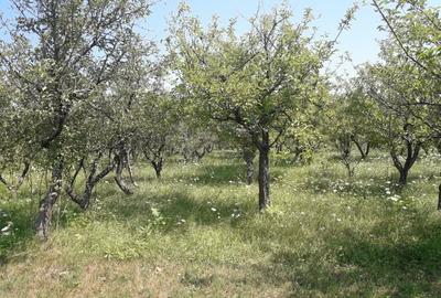 85 ari teren extravilan, intre case, la limita intravilanului Zona Valea Rusului - 7