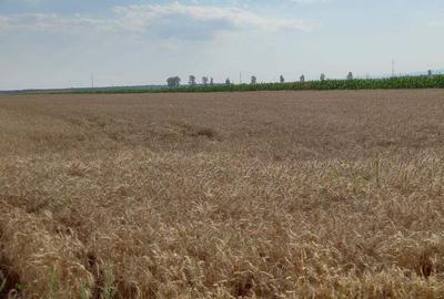 Teren de 12000 mp, în Țintești - 6