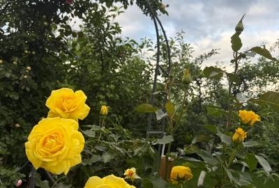 Casă individuală cu 5 camere cu Teren 750 Mp în Corbeanca - 11