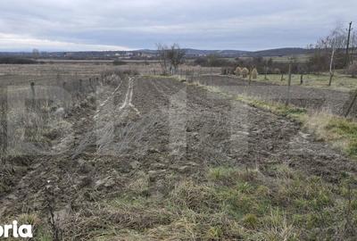 Teren de 1996 mp, în Viile Satu Mare - 9