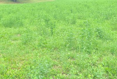 Teren de 7100 mp, în Săcel - 3