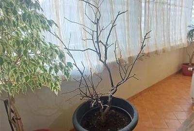 Apartament 3 camere 2 bai 100 mp 2 balcoane de inchiriat - 2