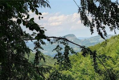 Teren de 5727 mp, în Buceș - 10