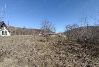 Teren de 2500 mp, în Vest - 10