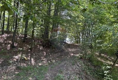 Teren agricol intravilan de 55600 mp, în Codru Butesii - 16