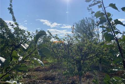 Casa cu teren intravilan in Suraia ,situata in zona centrala - 3