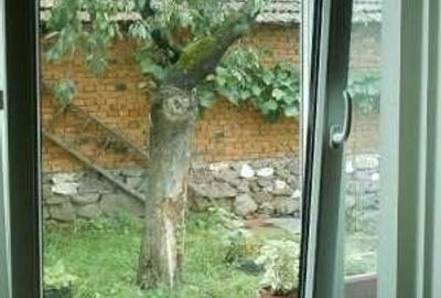 Casa Petrileni jud Bihor - 5