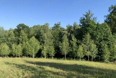 Teren de 4069 mp, în Poiana Mărului - 6