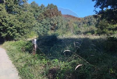 Teren 1,552mp Cicarlau - 1